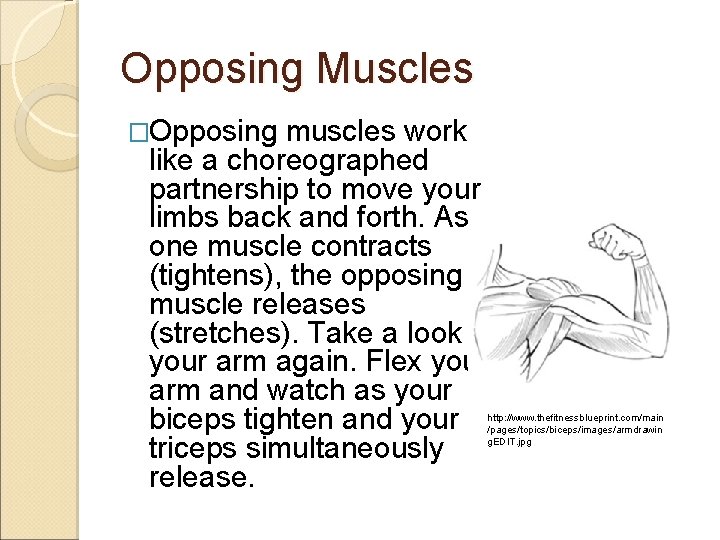 Opposing Muscles �Opposing muscles work like a choreographed partnership to move your limbs back
