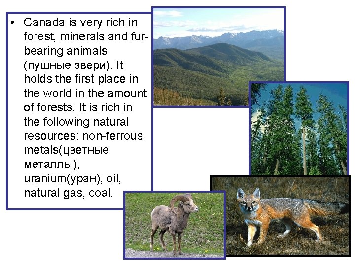  • Canada is very rich in forest, minerals and furbearing animals (пушные звери).