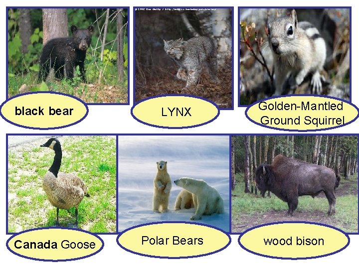 black bear Canada Goose LYNX Polar Bears Golden-Mantled Ground Squirrel wood bison 
