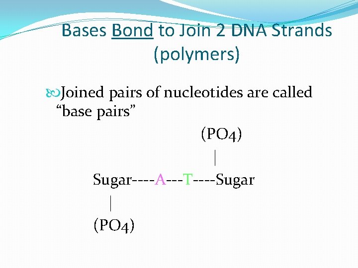 Bases Bond to Join 2 DNA Strands (polymers) Joined pairs of nucleotides are called