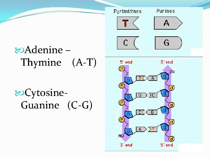  Adenine – Thymine (A-T) Cytosine. Guanine (C-G) 