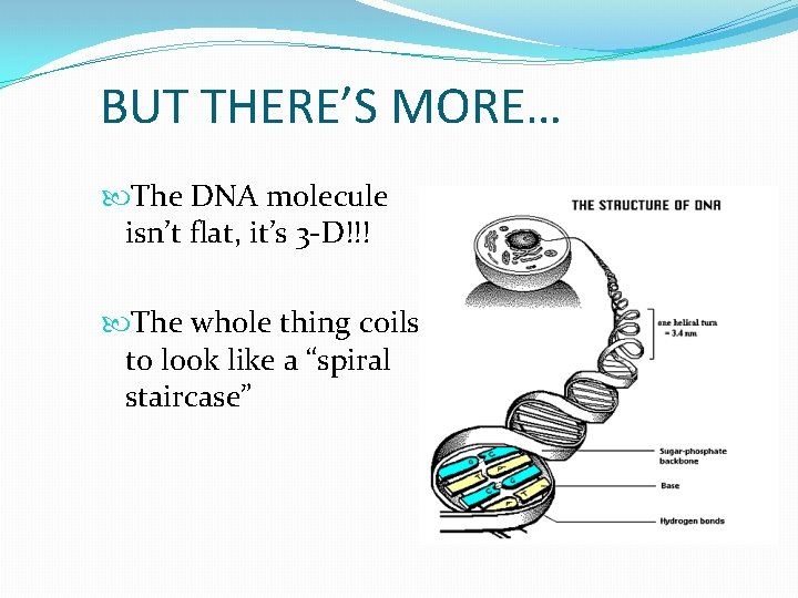 BUT THERE’S MORE… The DNA molecule isn’t flat, it’s 3 -D!!! The whole thing