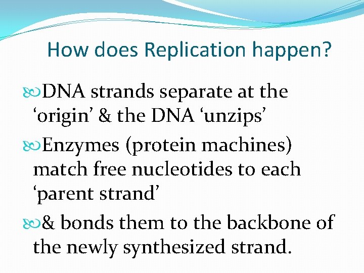 How does Replication happen? DNA strands separate at the ‘origin’ & the DNA ‘unzips’