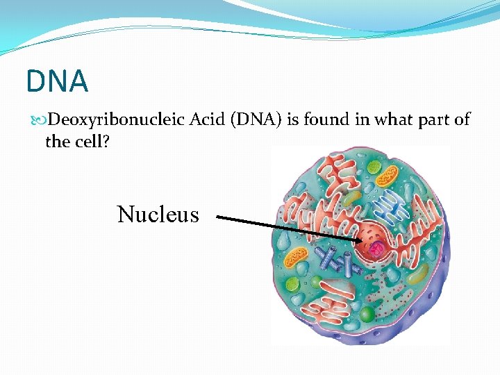 DNA Deoxyribonucleic Acid (DNA) is found in what part of the cell? Nucleus 