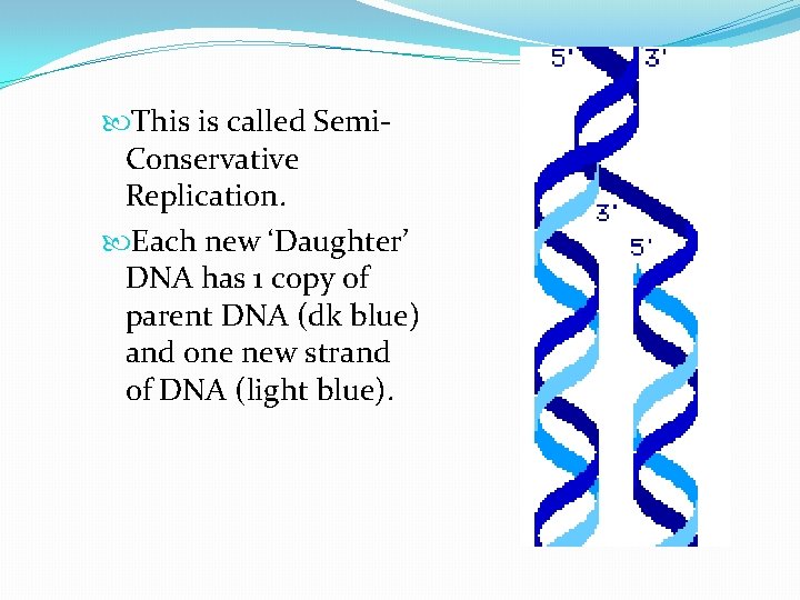  This is called Semi. Conservative Replication. Each new ‘Daughter’ DNA has 1 copy