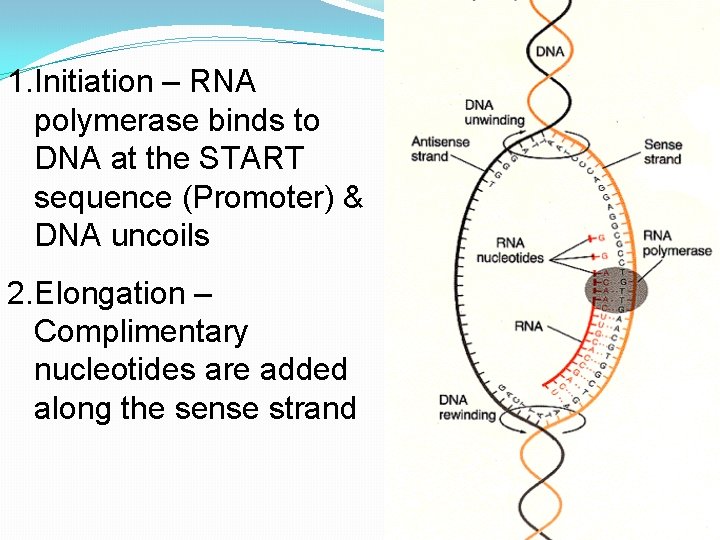 1. Initiation – RNA polymerase binds to DNA at the START sequence (Promoter) &