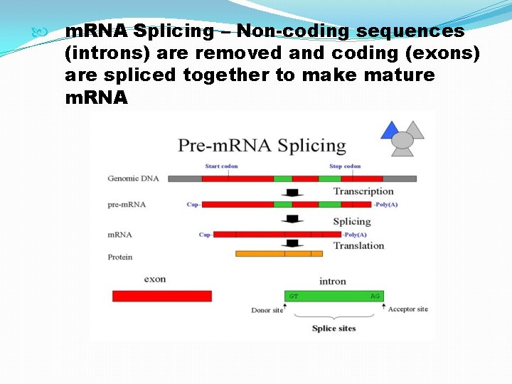  m. RNA Splicing – Non-coding sequences (introns) are removed and coding (exons) are