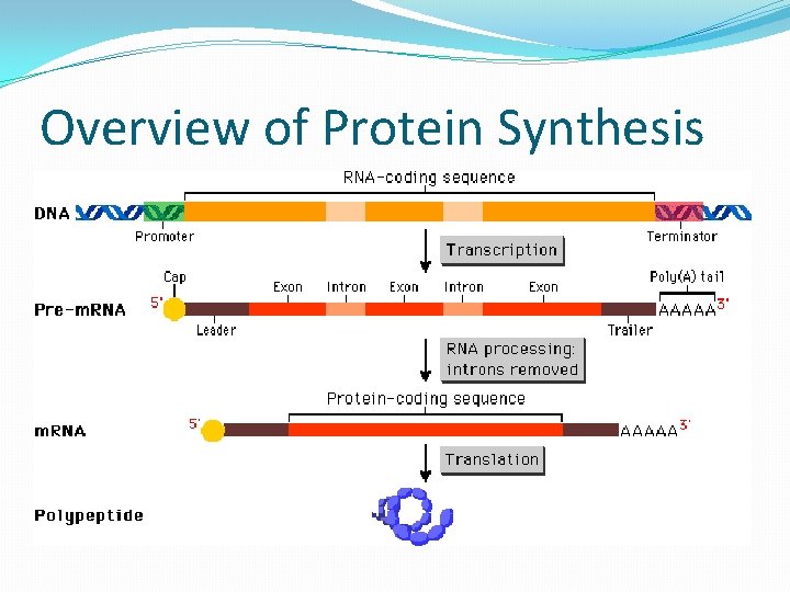 Overview of Protein Synthesis 