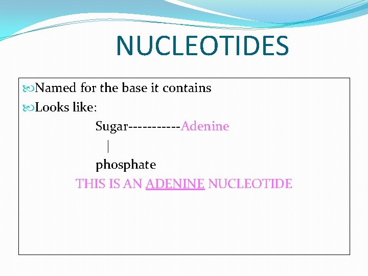 NUCLEOTIDES Named for the base it contains Looks like: Sugar------Adenine | phosphate THIS IS