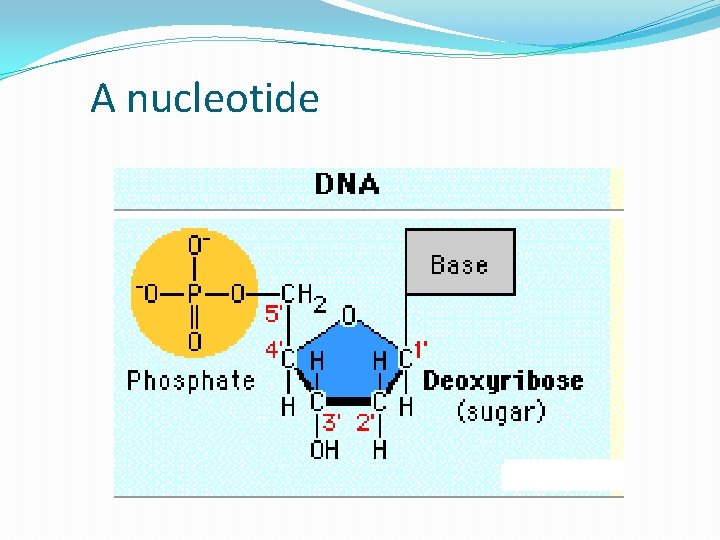 A nucleotide 