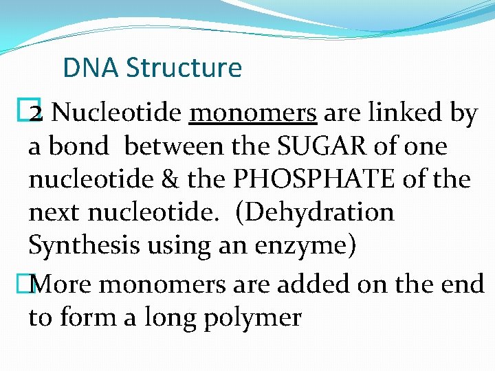 DNA Structure � 2 Nucleotide monomers are linked by a bond between the SUGAR
