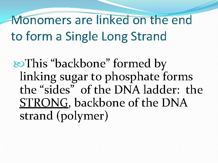Monomers are linked on the end to form a Single Long Strand This “backbone”