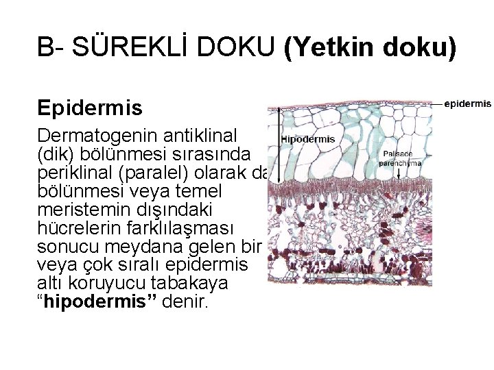 B- SÜREKLİ DOKU (Yetkin doku) Epidermis Dermatogenin antiklinal (dik) bölünmesi sırasında periklinal (paralel) olarak