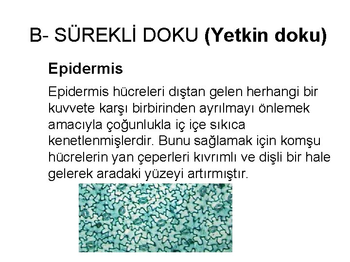 B- SÜREKLİ DOKU (Yetkin doku) Epidermis hücreleri dıştan gelen herhangi bir kuvvete karşı birbirinden