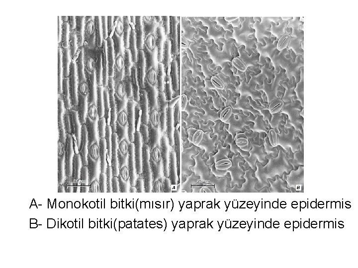 A- Monokotil bitki(mısır) yaprak yüzeyinde epidermis B- Dikotil bitki(patates) yaprak yüzeyinde epidermis 