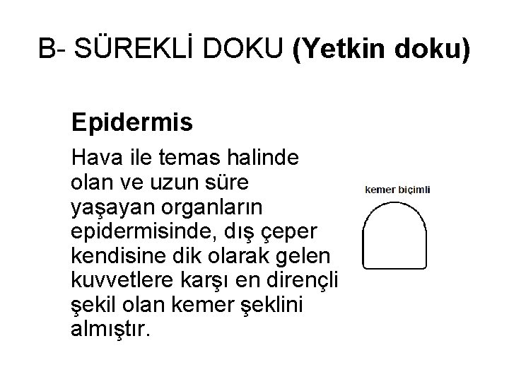 B- SÜREKLİ DOKU (Yetkin doku) Epidermis Hava ile temas halinde olan ve uzun süre