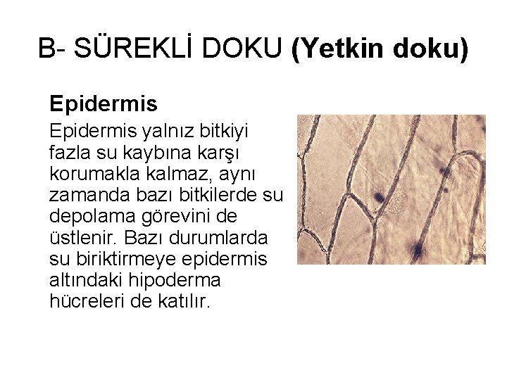 B- SÜREKLİ DOKU (Yetkin doku) Epidermis yalnız bitkiyi fazla su kaybına karşı korumakla kalmaz,