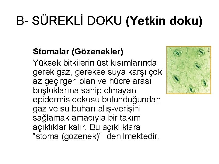 B- SÜREKLİ DOKU (Yetkin doku) Stomalar (Gözenekler) Yüksek bitkilerin üst kısımlarında gerek gaz, gerekse