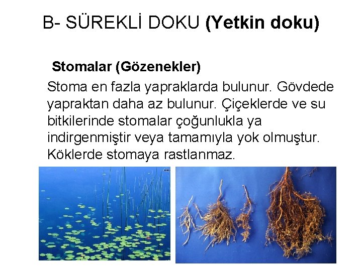 B- SÜREKLİ DOKU (Yetkin doku) Stomalar (Gözenekler) Stoma en fazla yapraklarda bulunur. Gövdede yapraktan