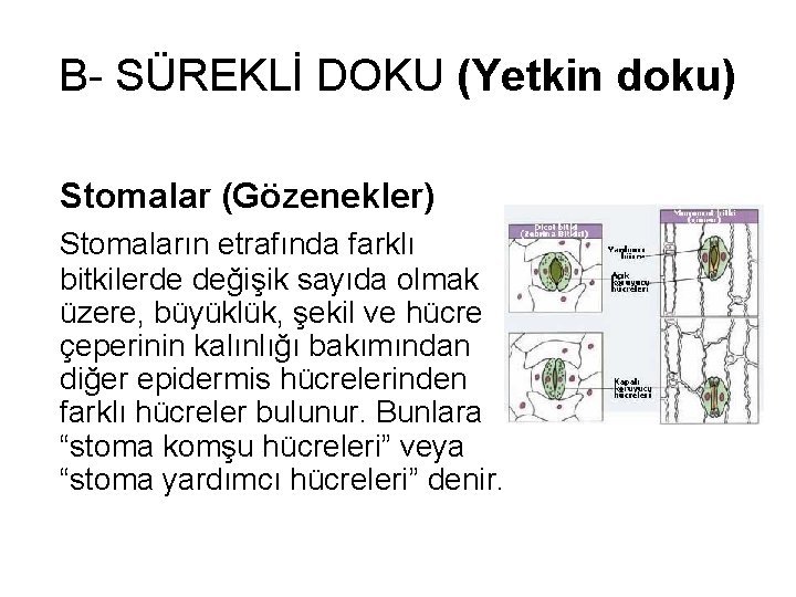 B- SÜREKLİ DOKU (Yetkin doku) Stomalar (Gözenekler) Stomaların etrafında farklı bitkilerde değişik sayıda olmak