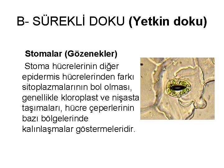 B- SÜREKLİ DOKU (Yetkin doku) Stomalar (Gözenekler) Stoma hücrelerinin diğer epidermis hücrelerinden farkı sitoplazmalarının