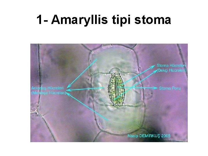 1 - Amaryllis tipi stoma 