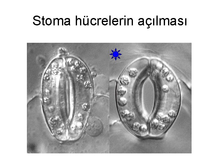 Stoma hücrelerin açılması 