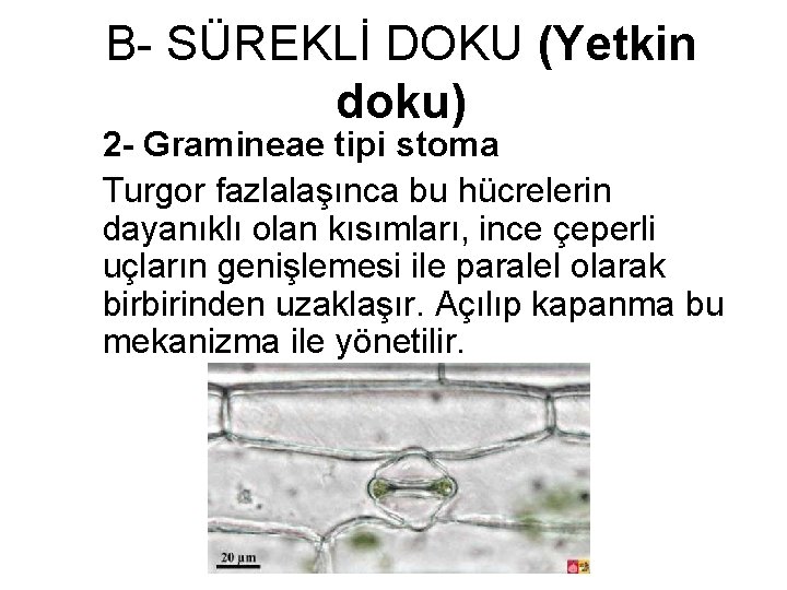 B- SÜREKLİ DOKU (Yetkin doku) 2 - Gramineae tipi stoma Turgor fazlalaşınca bu hücrelerin