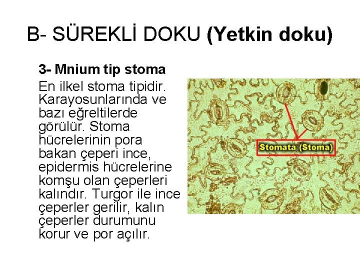 B- SÜREKLİ DOKU (Yetkin doku) 3 - Mnium tip stoma En ilkel stoma tipidir.