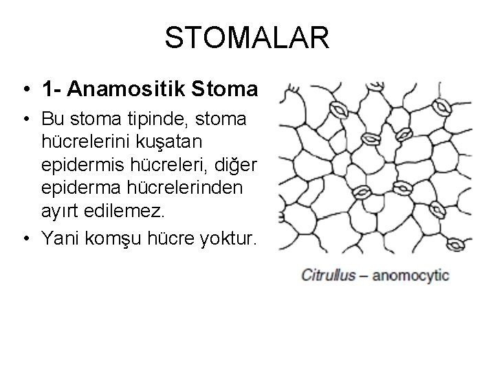 STOMALAR • 1 - Anamositik Stoma • Bu stoma tipinde, stoma hücrelerini kuşatan epidermis