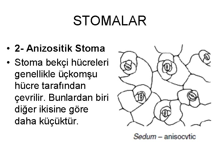 STOMALAR • 2 - Anizositik Stoma • Stoma bekçi hücreleri genellikle üçkomşu hücre tarafından