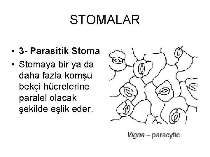 STOMALAR • 3 - Parasitik Stoma • Stomaya bir ya da daha fazla komşu