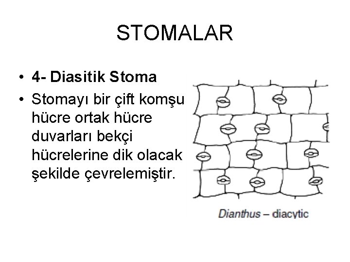 STOMALAR • 4 - Diasitik Stoma • Stomayı bir çift komşu hücre ortak hücre