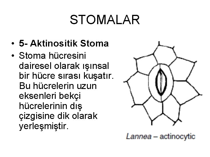 STOMALAR • 5 - Aktinositik Stoma • Stoma hücresini dairesel olarak ışınsal bir hücre