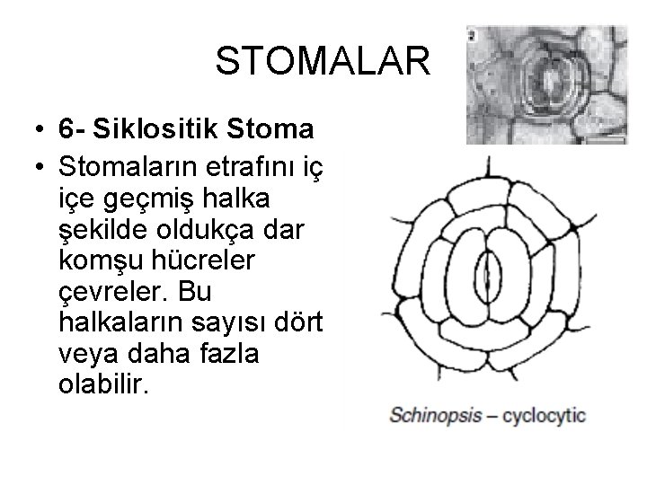 STOMALAR • 6 - Siklositik Stoma • Stomaların etrafını iç içe geçmiş halka şekilde