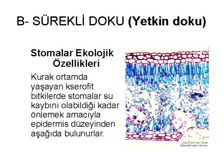 B- SÜREKLİ DOKU (Yetkin doku) Stomalar Ekolojik Özellikleri Kurak ortamda yaşayan kserofit bitkilerde stomalar