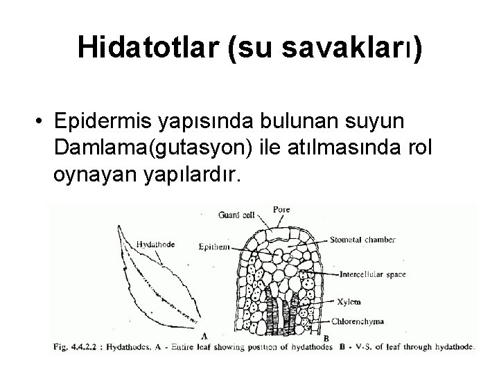 Hidatotlar (su savakları) • Epidermis yapısında bulunan suyun Damlama(gutasyon) ile atılmasında rol oynayan yapılardır.