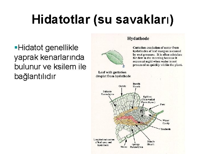 Hidatotlar (su savakları) §Hidatot genellikle yaprak kenarlarında bulunur ve ksilem ile bağlantılıdır 