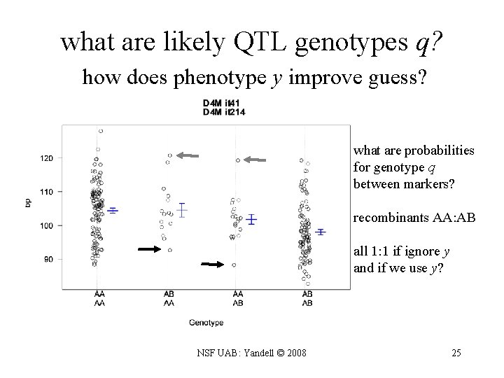 what are likely QTL genotypes q? how does phenotype y improve guess? what are