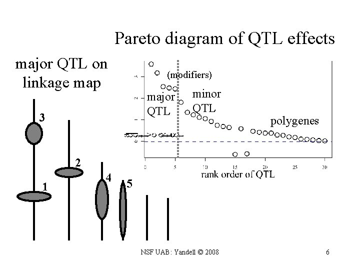 Pareto diagram of QTL effects major QTL on linkage map (modifiers) major QTL 3