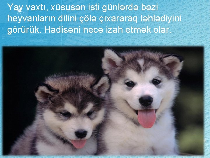 Yay vaxtı, xüsusən isti günlərdə bəzi heyvanların dilini çölə çıxararaq ləhlədiyini görürük. Hadisəni necə