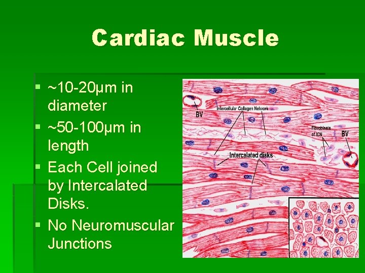 Cardiac Muscle § ~10 -20μm in diameter § ~50 -100μm in length § Each
