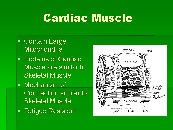 Cardiac Muscle § Contain Large Mitochondria § Proteins of Cardiac Muscle are similar to