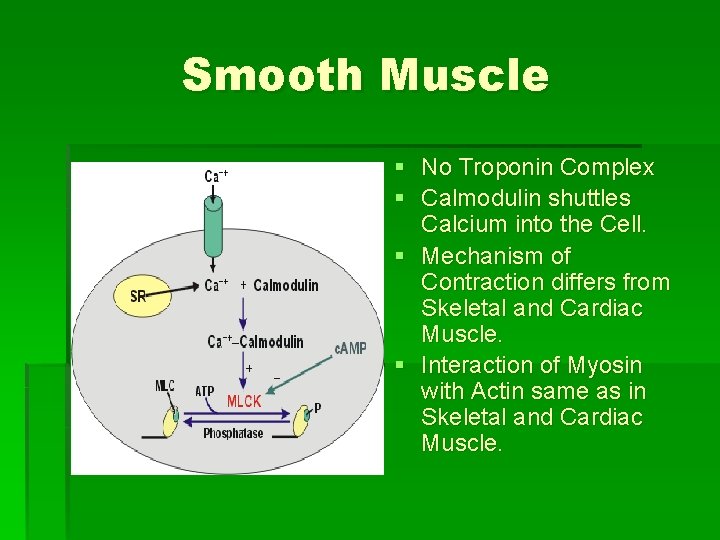 Smooth Muscle § No Troponin Complex § Calmodulin shuttles Calcium into the Cell. §