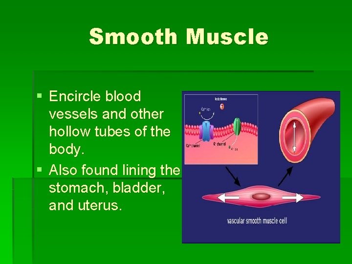 Smooth Muscle § Encircle blood vessels and other hollow tubes of the body. §