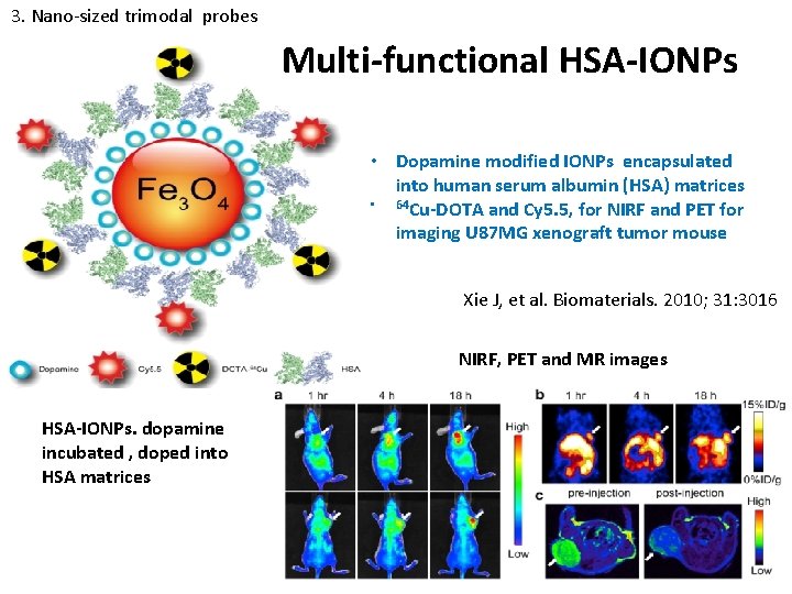 3. Nano-sized trimodal probes Multi-functional HSA-IONPs • Dopamine modified IONPs encapsulated into human serum