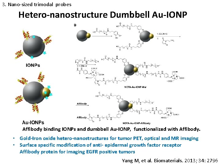 3. Nano-sized trimodal probes Hetero-nanostructure Dumbbell Au-IONP Affibody binding IONPs and dumbbell Au-IONP, functionalized
