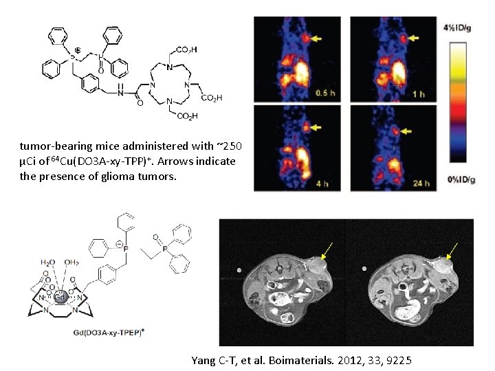 tumor-bearing mice administered with ~250 μCi of 64 Cu(DO 3 A-xy-TPP)+. Arrows indicate the