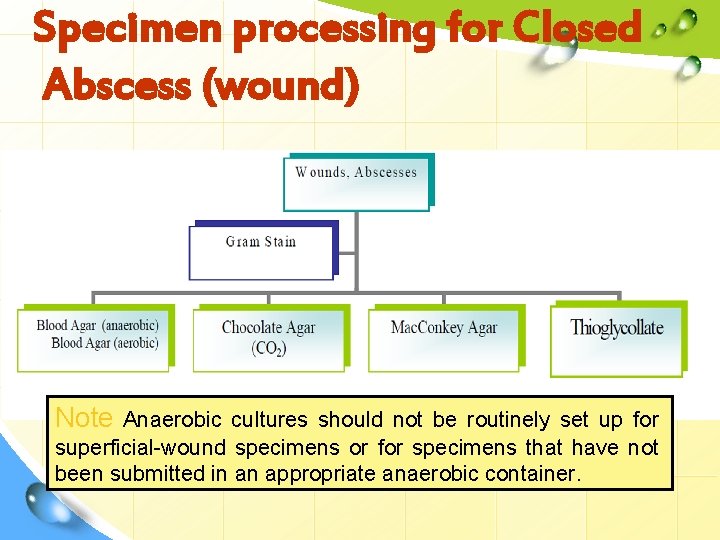 Specimen processing for Closed Abscess (wound) Note Anaerobic cultures should not be routinely set