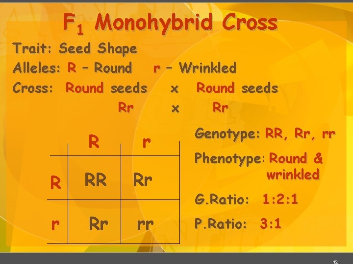 F 1 Monohybrid Cross Trait: Seed Shape Alleles: R – Round r – Wrinkled